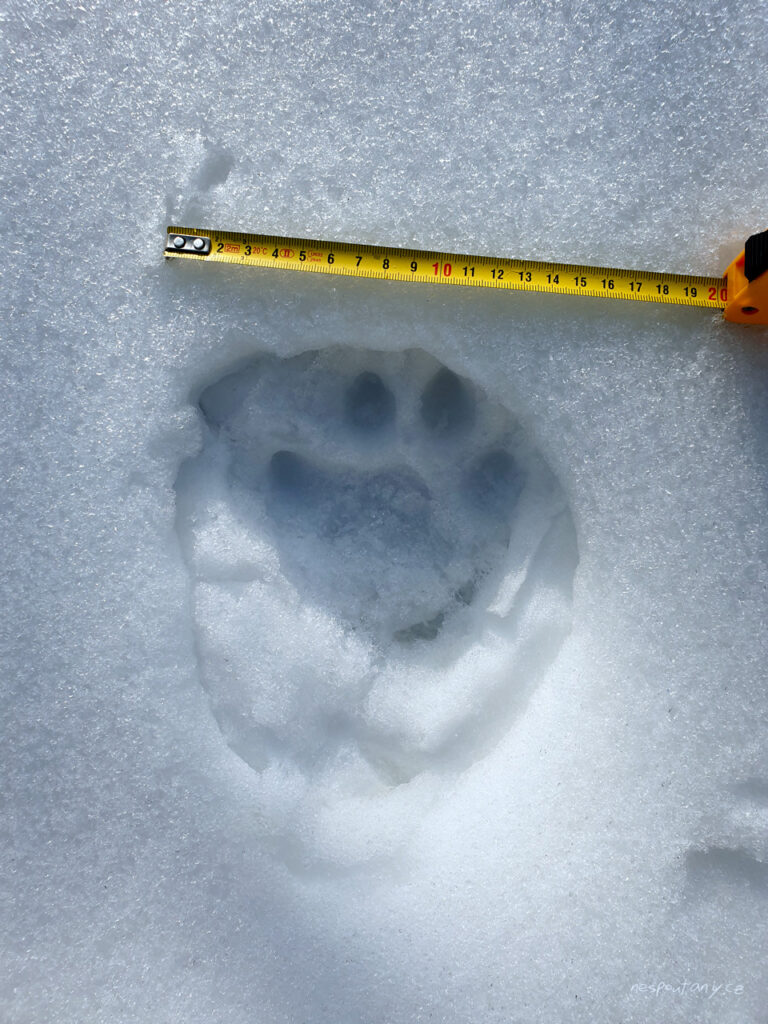 Rys ostrovid (Lynx lynx) - stopa