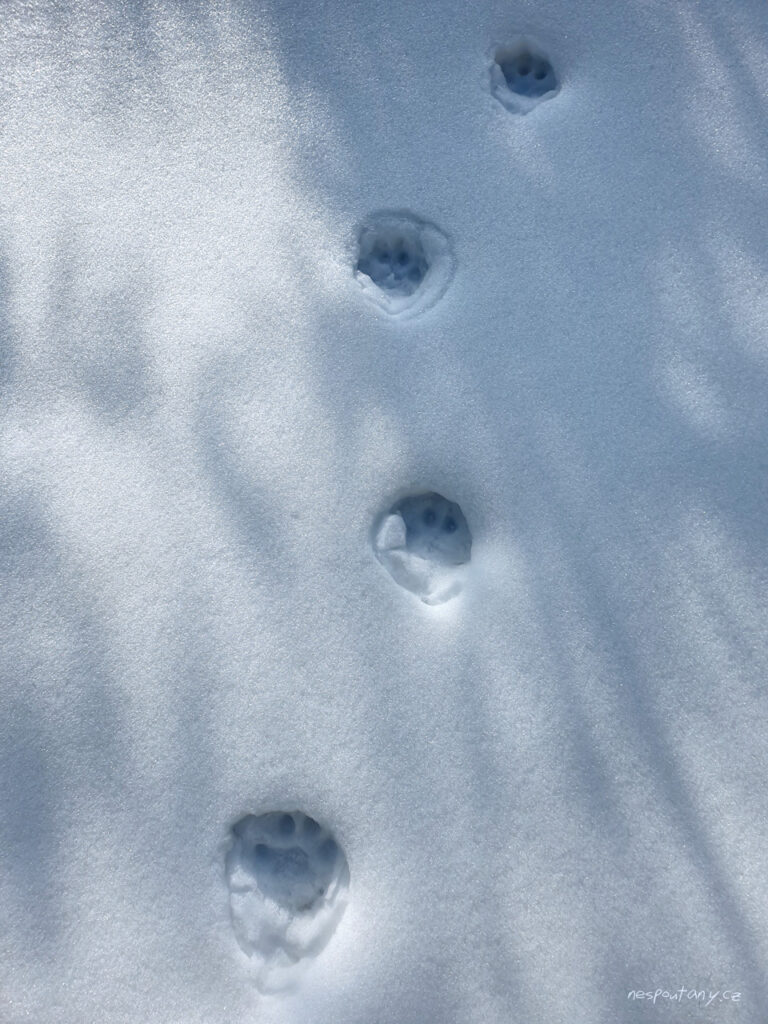 Rys ostrovid (Lynx lynx) - chůze